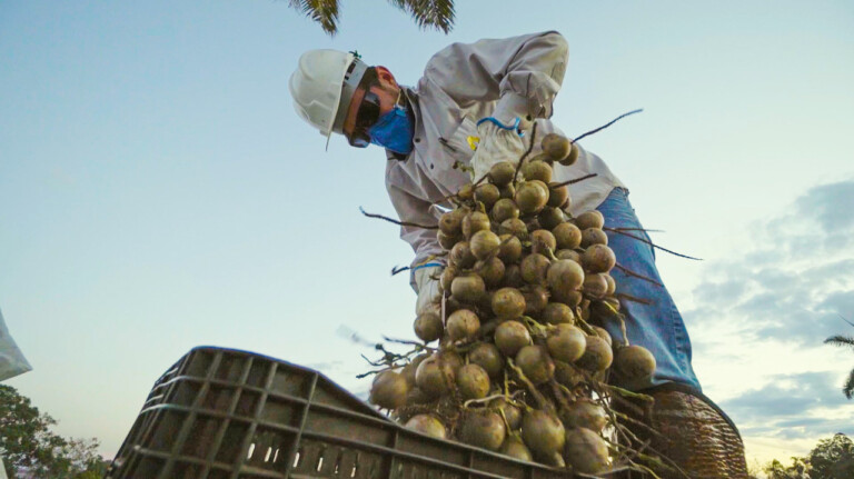 Processo de beneficiamento dos cocos da macaúba em planta da Inocas