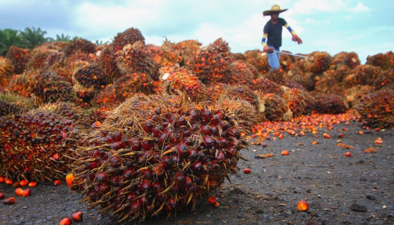Trabalhador com colheita dos frutos da palmeira que serão transformados em óleo de palma
