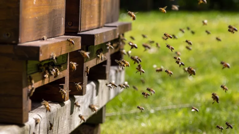 A startup que quer ajudar o agro a deixar de ser vilão das abelhas